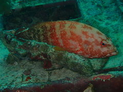 Cephalopholis urodeta