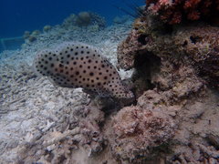 Chromileptes altivelis