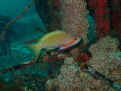 Pseudanthias huchtii