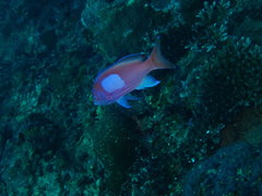 Pseudanthias pleurotaenia