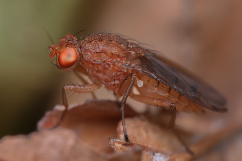 Unknown species found near Roseville Area Middle School, Little Canada, MN, US