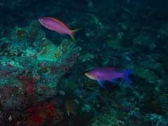 Mirolabrichthys tuka