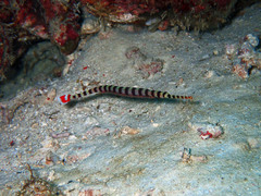 Dunckerocampus dactyliophorus