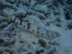 Synodus dermatogenys