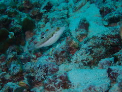 Canthigaster bennetti