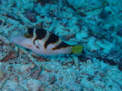 Canthigaster axiologus