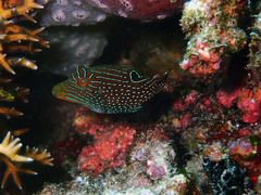 Canthigaster papua
