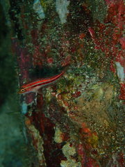 Helcogramma striata