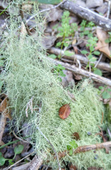 Usnea trichodea