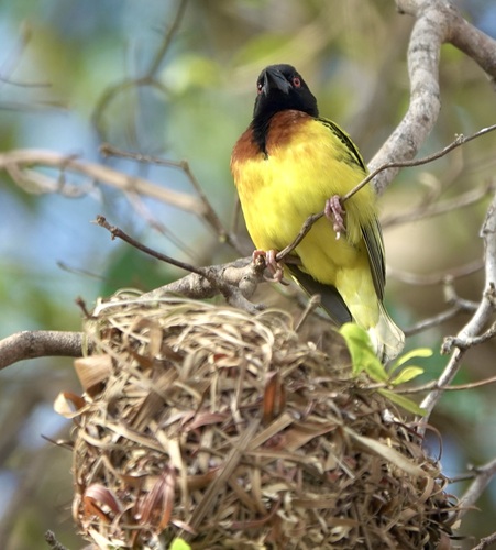 Village Weaver