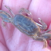 Innkeeper Crab - Photo (c) Alison Young, some rights reserved (CC BY-NC), uploaded by Alison Young