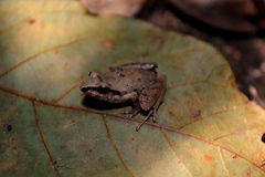 Rivulet Rainfrog photo 2