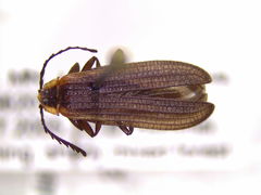 Leptoceletes basalis