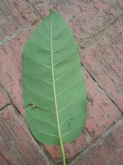 Ficus citrifolia