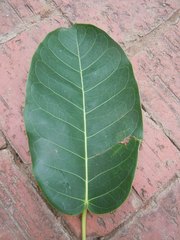 Ficus citrifolia