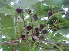 Ficus citrifolia