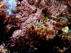 Stylopallene cheilorhynchus