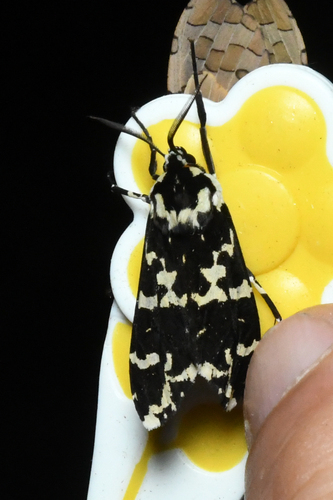 Eucereon ockendeni
