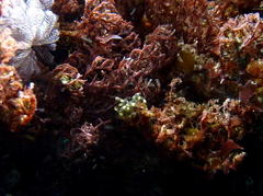 Stylopallene cheilorhynchus