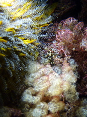 Stylopallene cheilorhynchus