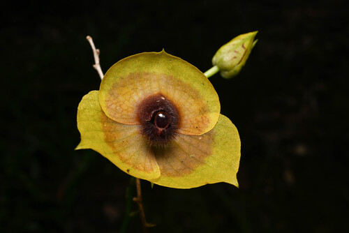 Costa Rican telipogon (Telipogon costaricensis)