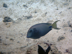 Acanthurus tennentii