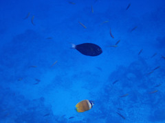 Acanthurus thompsoni