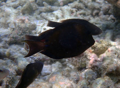 Acanthurus tristis