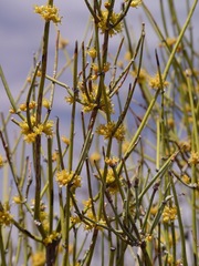 Ephedra torreyana