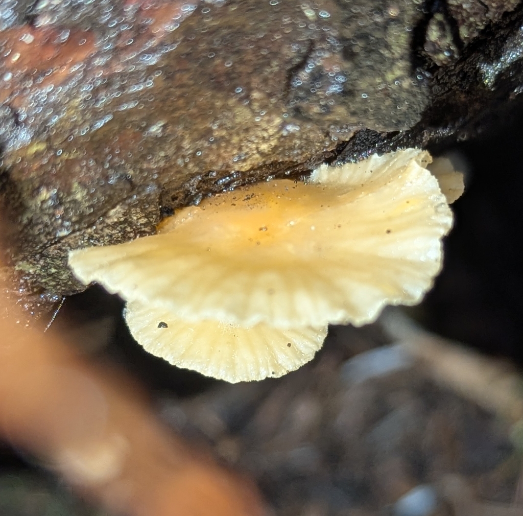 Chrysomphalina aurantiaca · November 2025 · photo: © benkeen (iNaturalist, cc0)