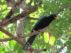 Cyanocorax yucatanicus