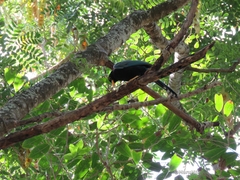 Cyanocorax yucatanicus