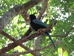 Cyanocorax yucatanicus