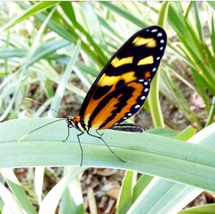 Mechanitis menapis occasiva