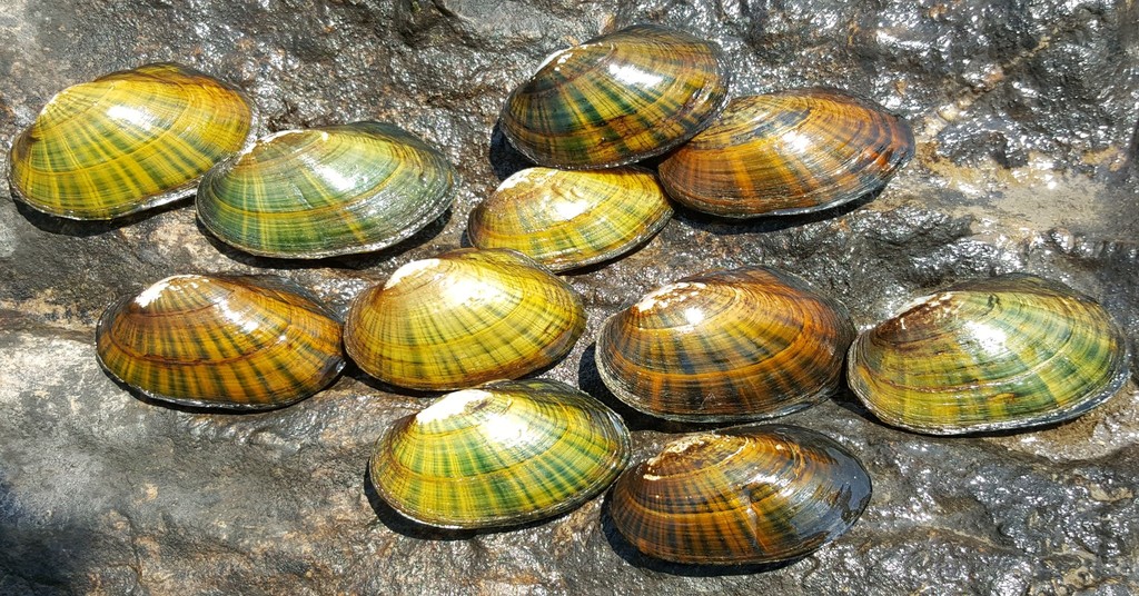 Freshwater Mussels
