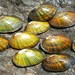 Freshwater Mussels - Photo (c) Philippe Blais, some rights reserved (CC BY-NC-ND), uploaded by Philippe Blais