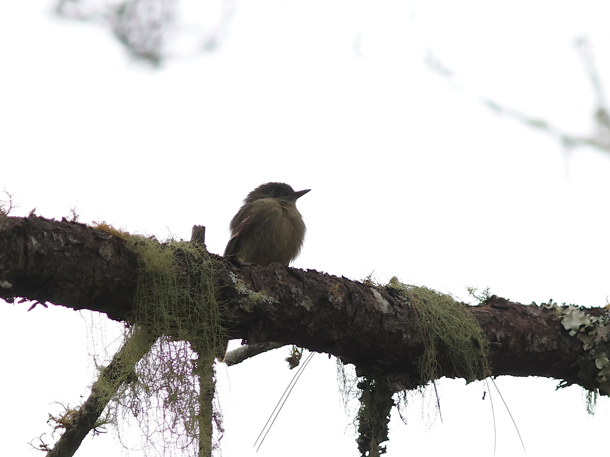 Hispaniolan Pewee (Contopus hispaniolensis), photo 9
