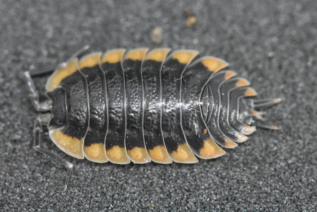 Trachelipodid Woodlice
