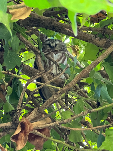 View observation of {o.common_name} on iNaturalist