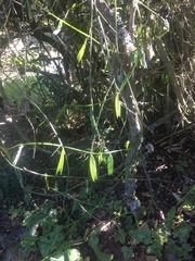 Passiflora bicuspidata