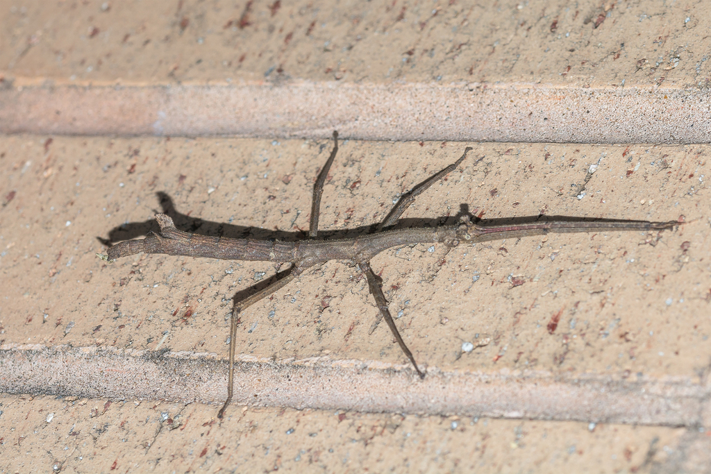 Mexican Walkingstick