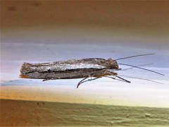 Ypsolopha flavistrigella