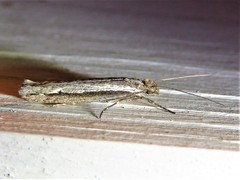 Ypsolopha flavistrigella
