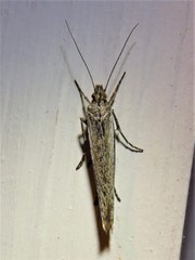 Ypsolopha flavistrigella