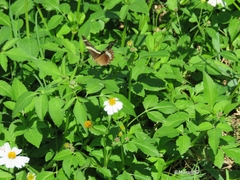 Anartia fatima fatima