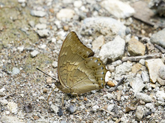 Charaxes nitebis