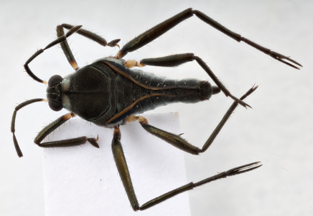 Rhagovelia knighti