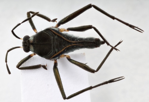 Rhagovelia knighti