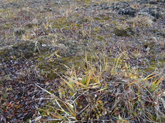 Carex aquatilis stans