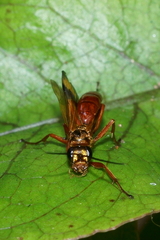 Sphictostethus fugax